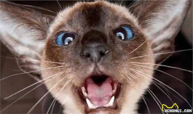 曾经皇家贵族猫，现被嫌挖煤—“猫中之犬”暹罗猫：宝宝心里苦啊