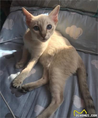 曾经皇家贵族猫，现被嫌挖煤—“猫中之犬”暹罗猫：宝宝心里苦啊