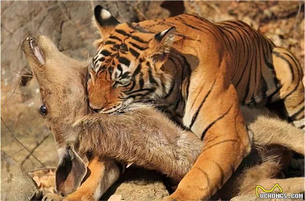 明明就是一只大猫，狮子为什么总被误认为犬科？只是因为群居？