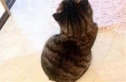 宠主养了只狸猫，经常性的梳头发，毛纹让人笑喷