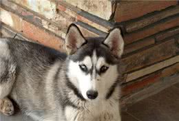 有宠生活：宠物狗出现吠叫和攻击行为的原因