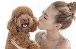 泰迪犬最“希望”主人摸的4个地方，每一处都让它们倍儿爽
