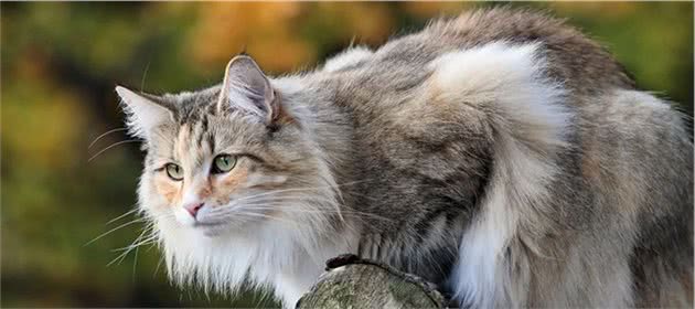 世界上最大的4种家猫：软萌布偶猫榜上有名