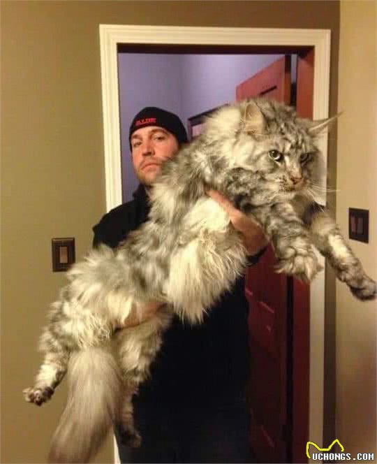世界上最大的4种家猫：软萌布偶猫榜上有名