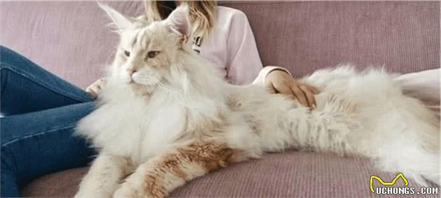 世界上最大的4种家猫：软萌布偶猫榜上有名