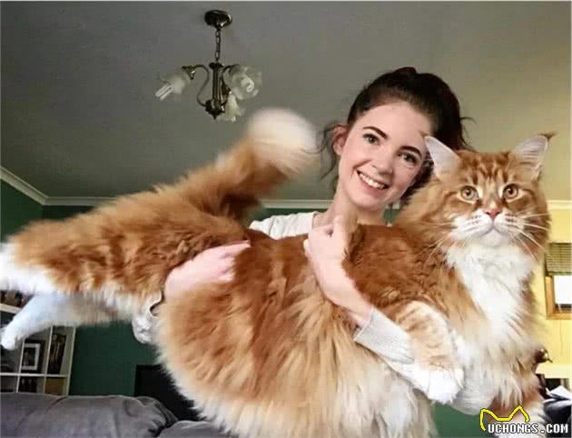 世界上最大的4种家猫：软萌布偶猫榜上有名