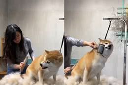 柴犬恨梳毛火爆威胁　“铁灰法杖”怼到嘴边5秒被石化