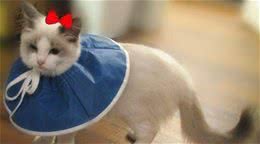 养宠经验：小猫感冒的症状是什么样