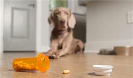 比给狗狗喂药片更难的，是喂药水，请赐我一只吃货狗狗吧