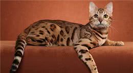 新手养猫|奥西猫基本知识