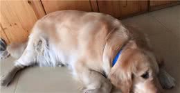 戈赞：狗狗身上味道很浓是哪一步出了问题