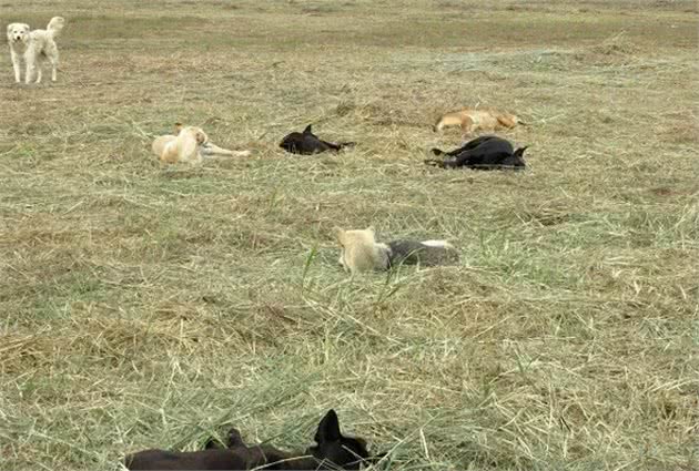 澳洲牧羊犬超聪明做瑜珈、做家务无难度