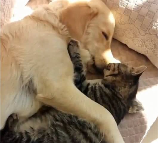 什么品种的狗可以和猫一起养？