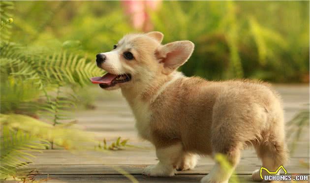 最受欢迎的7种小型犬，想好养哪一种没有？