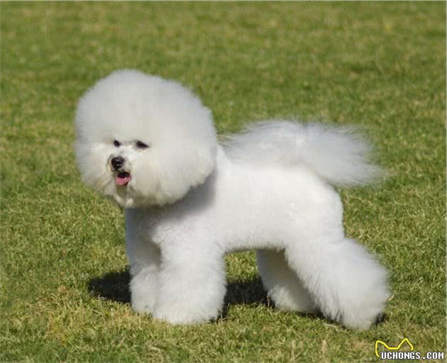 最受欢迎的7种小型犬，想好养哪一种没有？