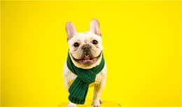 最受欢迎的7种小型犬，想好养哪一种没有？