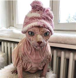 丑的野的斯芬克斯，一只重新定义更丑的无毛猫