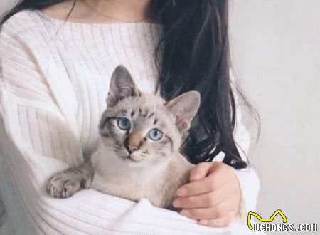 抱猫的4种方式，主人学会了，猫咪不挣扎