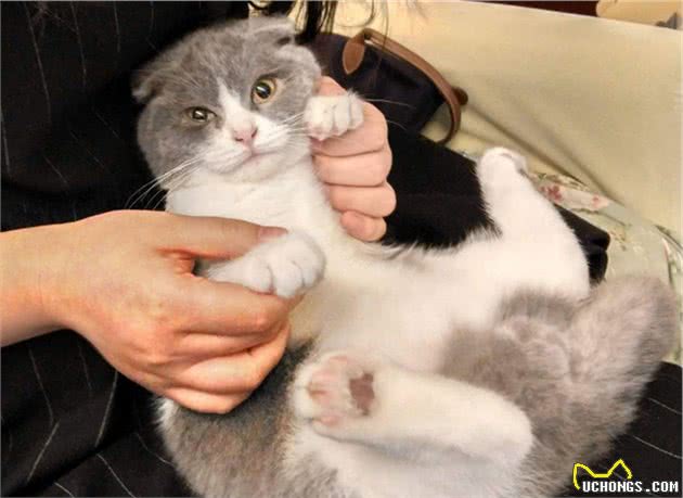 抱猫的4种方式，主人学会了，猫咪不挣扎