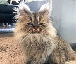 波斯猫每天炸毛一脸没睡醒的样子笑翻全网：该来杯咖啡提提神？
