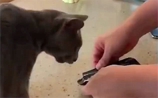 蓝猫不爱零食爱中药，还偷舔药包，竟是在默默为自己补身体