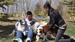 为什么国内养边境牧羊犬的人这么少？这7点，你可能也无法接受