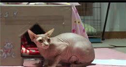 无毛猫生下的孩子夭折了，患上抑郁攻击人类，主人只好在家戴头盔