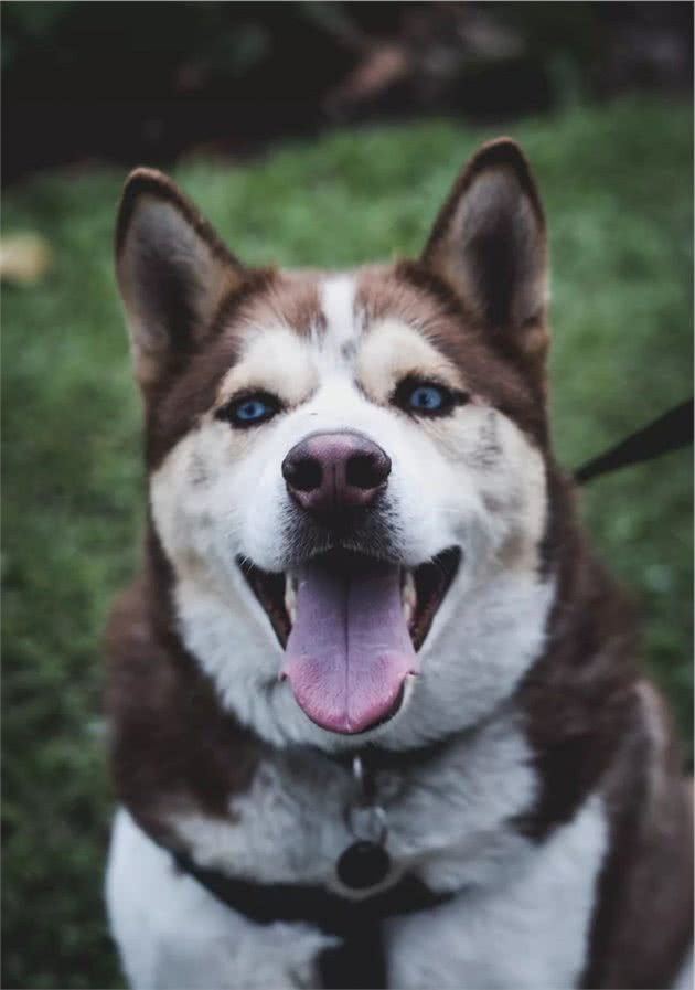 狗狗的犬龄怎么推算？最长寿的狗狗34岁相当于人几岁？