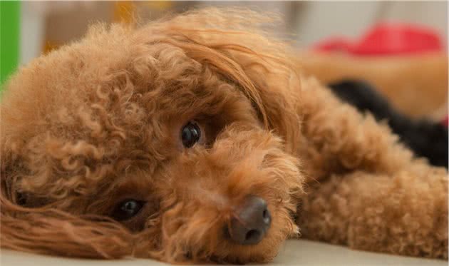 当泰迪犬出现这7个症状，主人就要当心了，这是它们求救的信号