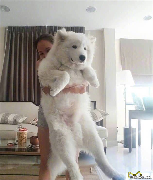 和狗狗拥抱是一种什么感觉？关键是有的咱想抱也抱不动啊