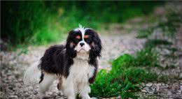 新手养狗，建议选择公狗，其实原因你也知道