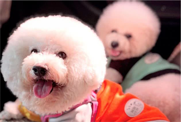 掉毛少体味小的狗狗，准铲屎官了解下—小型犬