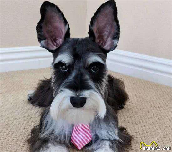 掉毛少体味小的狗狗，准铲屎官了解下—小型犬