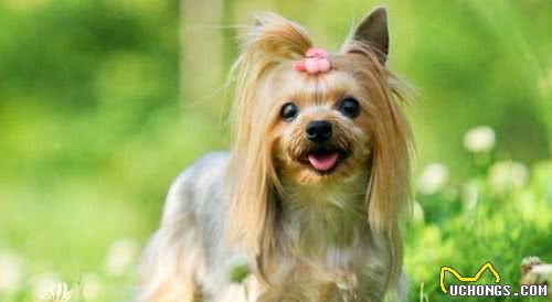 掉毛少体味小的狗狗，准铲屎官了解下—小型犬