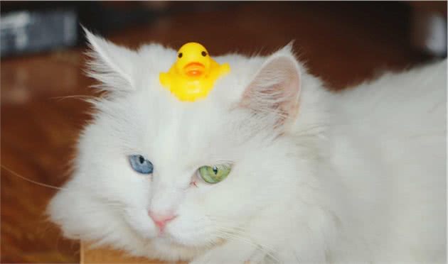 山东狮子猫欣赏（能养到都是福气啊）