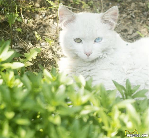 山东狮子猫欣赏（能养到都是福气啊）