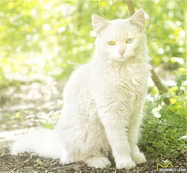 山东狮子猫欣赏（能养到都是福气啊）