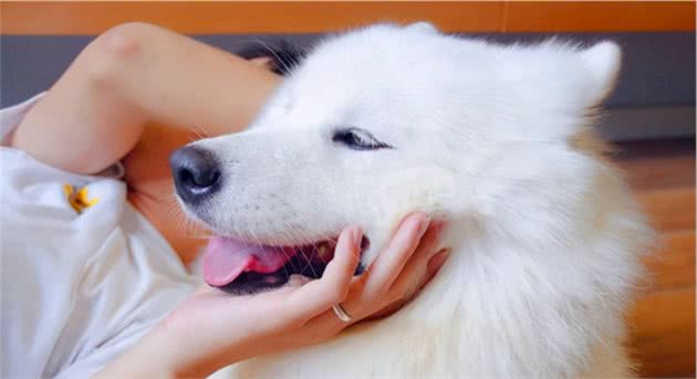 狗狗哭了代表什么预兆