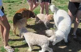 狗狗为什么喜欢闻对方“屁股”？原来有这5个含义