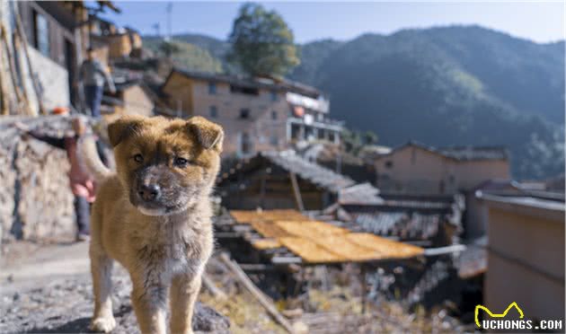 为何土狗不易走丢，而宠物狗却很易走丢呢？原因有6个