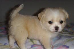 狗狗总是在家里尿尿，这5个原因，其实它也逼不得已