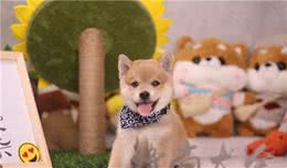 柴犬课堂：关于柴犬换牙，你知道多少？