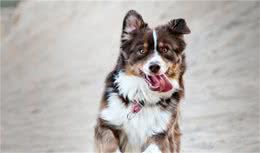 大黄还是小花？狗狗是如何识别自己名字的