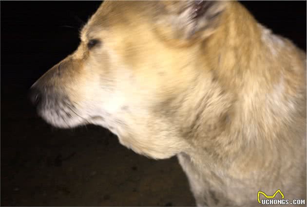 狗狗的肿块不一定是肿瘤，唾液囊肿就是一种，也会让狗狗窒息而死