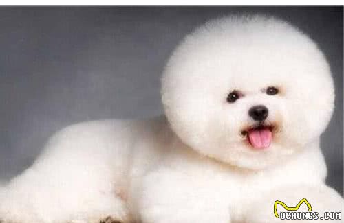 技巧篇：给宠物狗做美容修剪顺序有何讲究？