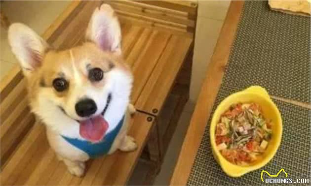 小狗厌食挑食怎么办