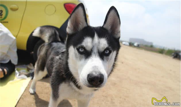 宠物多大被视为高龄犬？关于高龄犬的饮食健康，你知道多少？