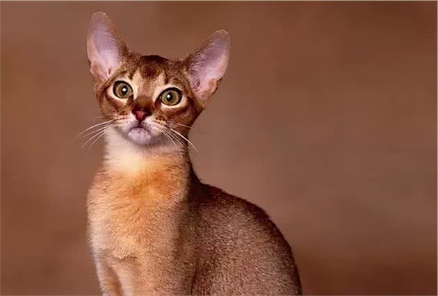 猫咪品种大盘点15：阿比西尼亚猫