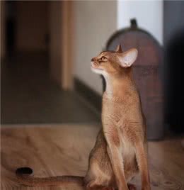 猫咪品种大盘点15：阿比西尼亚猫