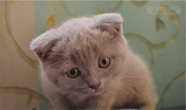 猫咪6个常规小知识分享给天下的猫奴们